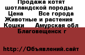 Продажа котят шотландской породы › Цена ­ - - Все города Животные и растения » Кошки   . Амурская обл.,Благовещенск г.